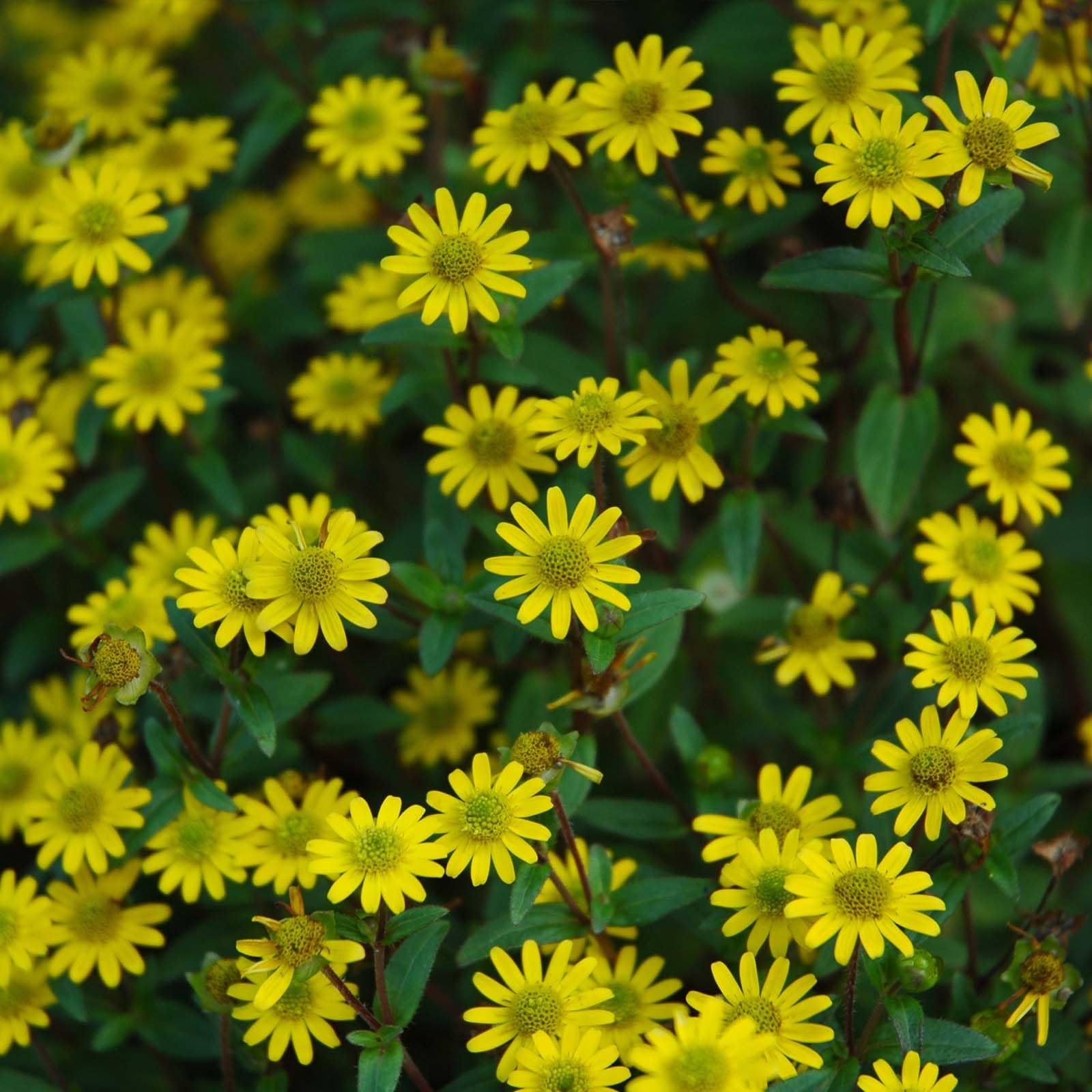 Nelesa Gardening Sunflower Miniature Flower Seed - 20 Seeds (B07S4JVPWT) Amazon Price History, Amazon Price Tracker