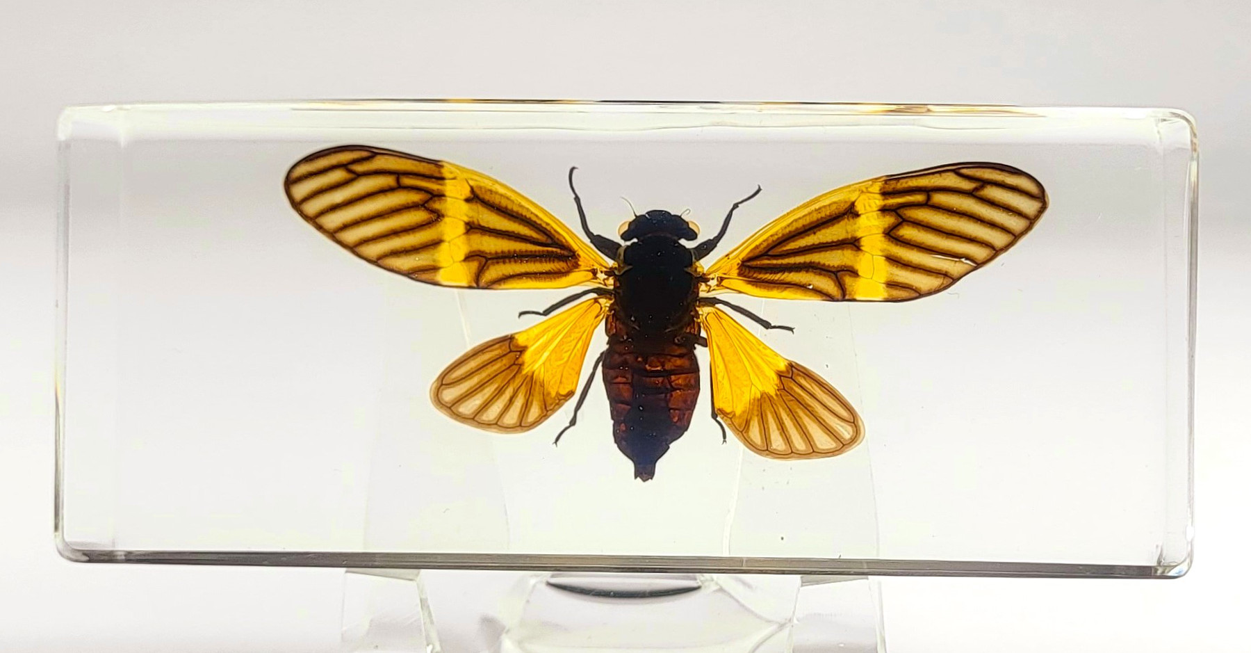 Image of 4.3 inch Real Golden Black Cicada w /Open Wings in Crystal Clear Lucite Resin Crafts Specimen Preserved Becquartina Electa Insect Taxidermy Collection for Biology Science Education & Desk Ornament Display
