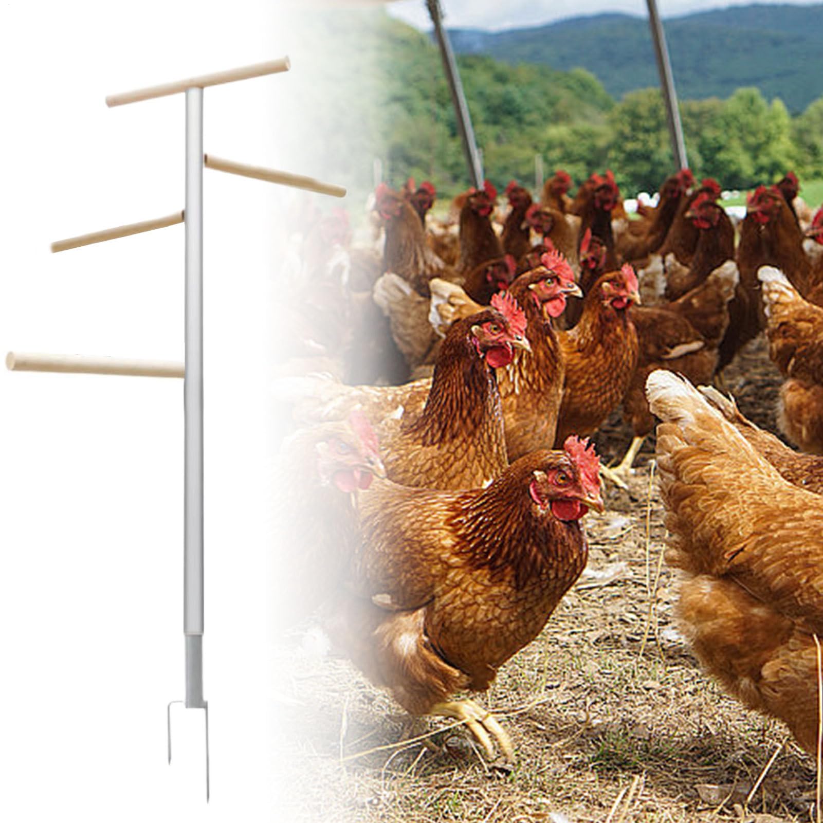 Perchoir À Poules 4 Niveaux Multifonction Et Ample Gain De Place