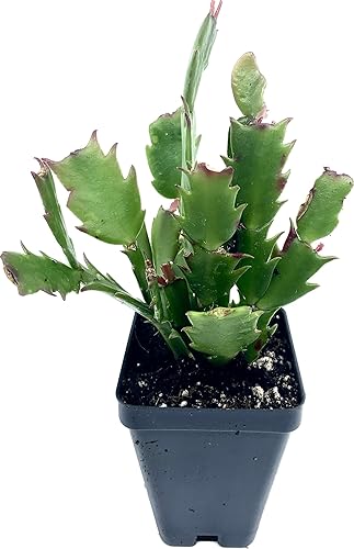 Miniatura 2 de Planta viva de cactus de Navidad rojo de 2 pulgadas. (rojo verdadero)