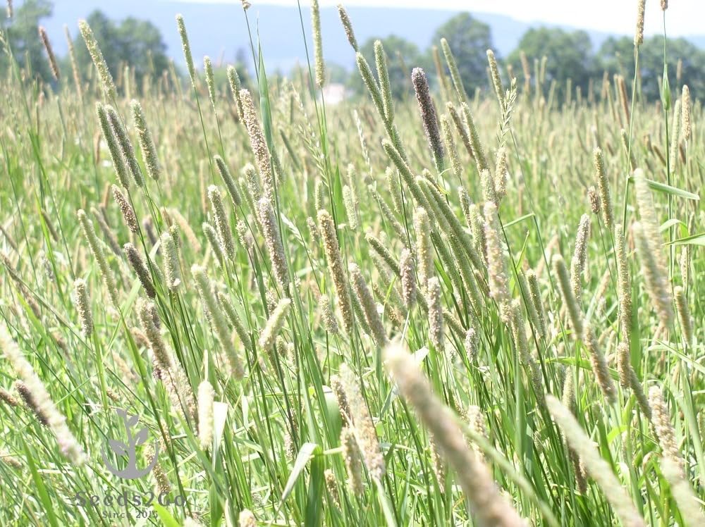 Climax Timothy Grass Seeds, 1 Pound by Seeds2Go