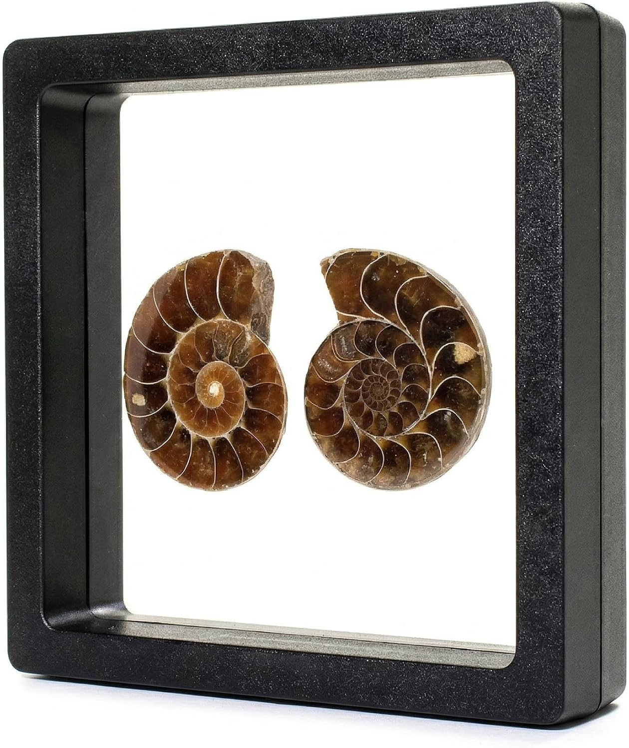 A Pair Ammonite Snail Fossil Slices - Real Fossils with Crystal Decorations, Natural Healing Stones for Homes and Offices, Unique Educational Specimens 1.18-1.97 Inches