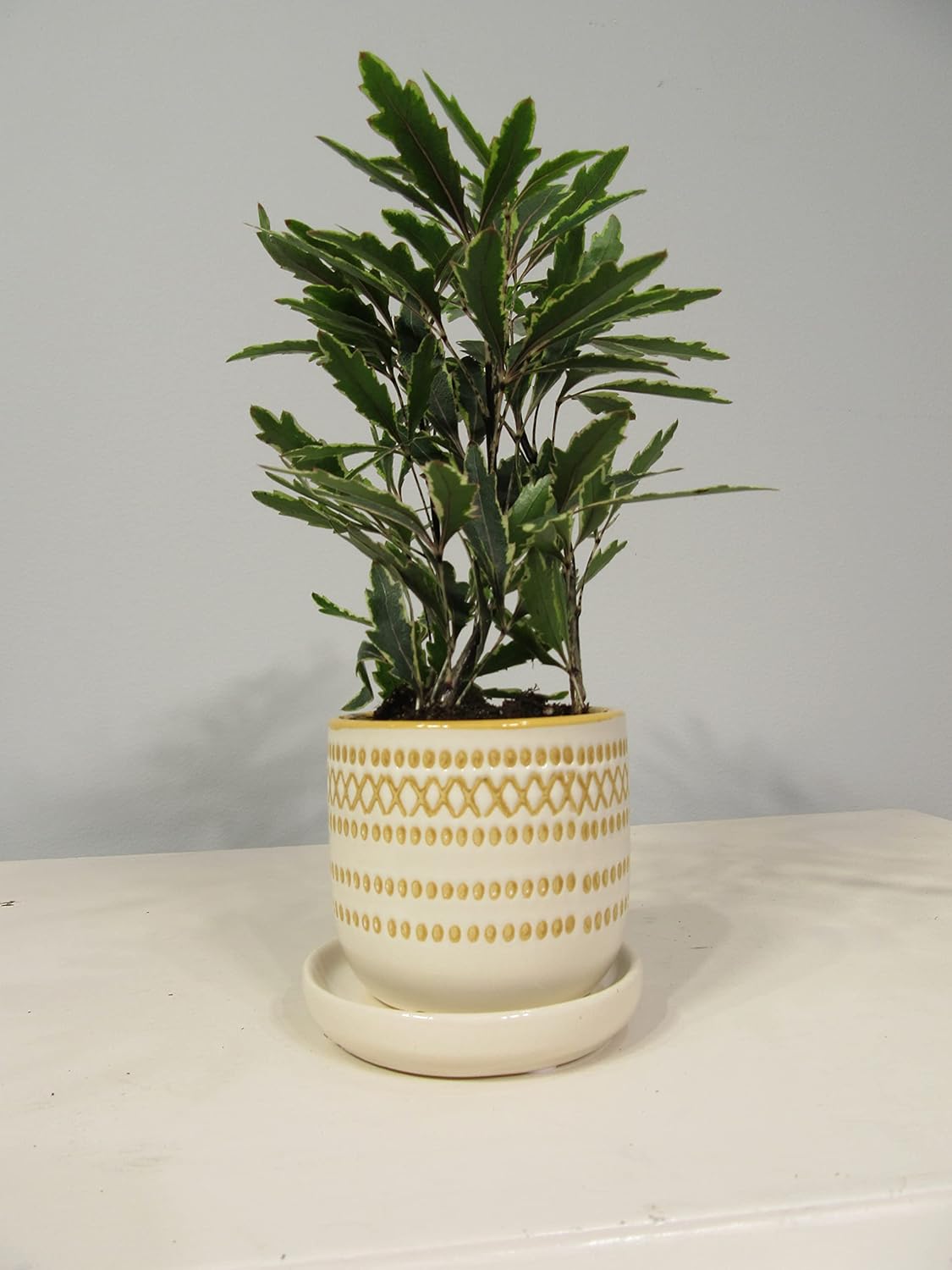 Garden & Home Yellow 4.5 Inch Indoor Ceramic Planter Pot with an Attached Saucer and Drainage Hole for House Plants, Herbs, Flowers, Indoor Succulent Plants, Little Snake Plants, Gifts for Mom