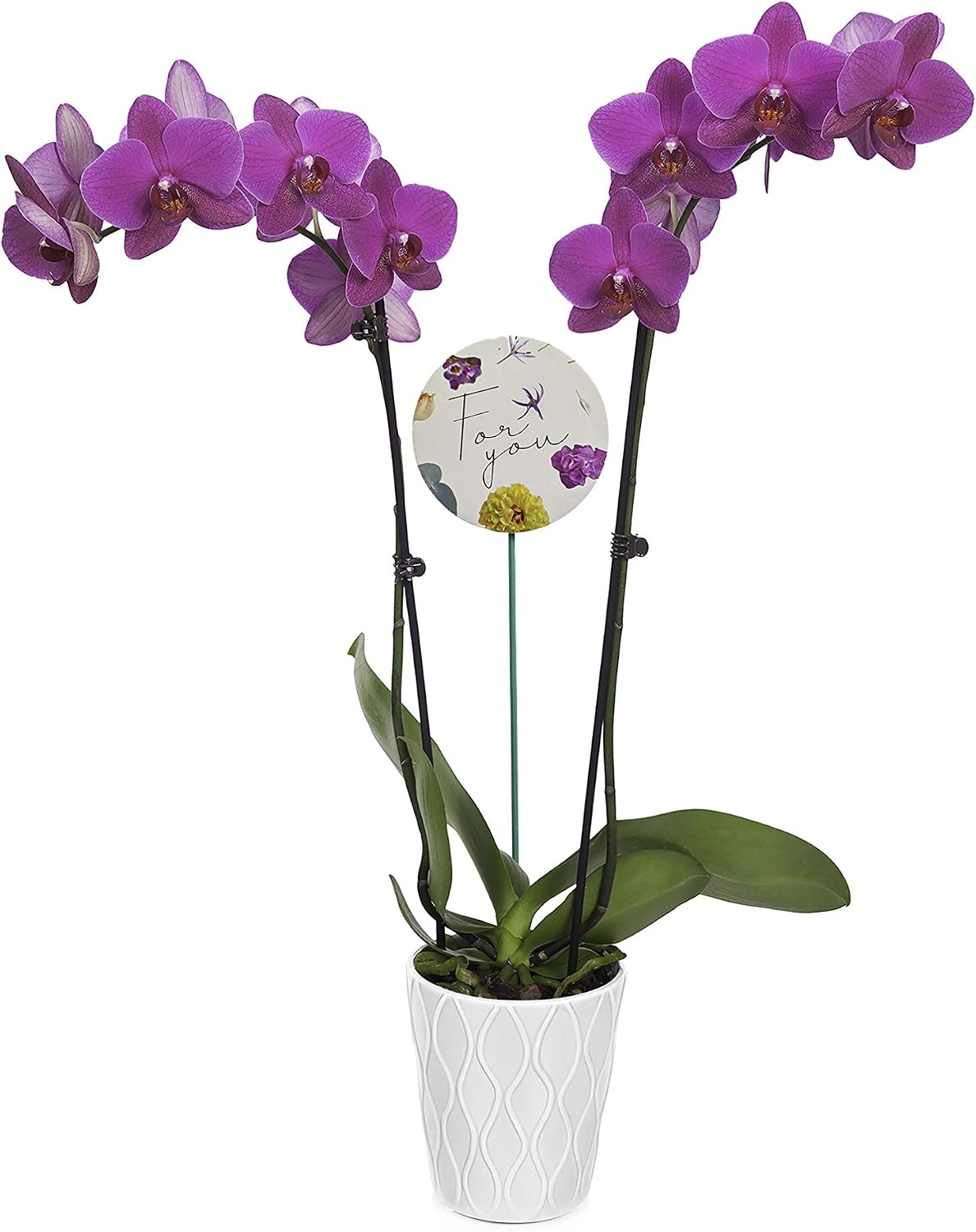 Just Add Ice JAI601 Mother's Day Planter Makes Perfect Gift, Beautiful Live Plants, Easy Care, 5", Orchid (Purple)