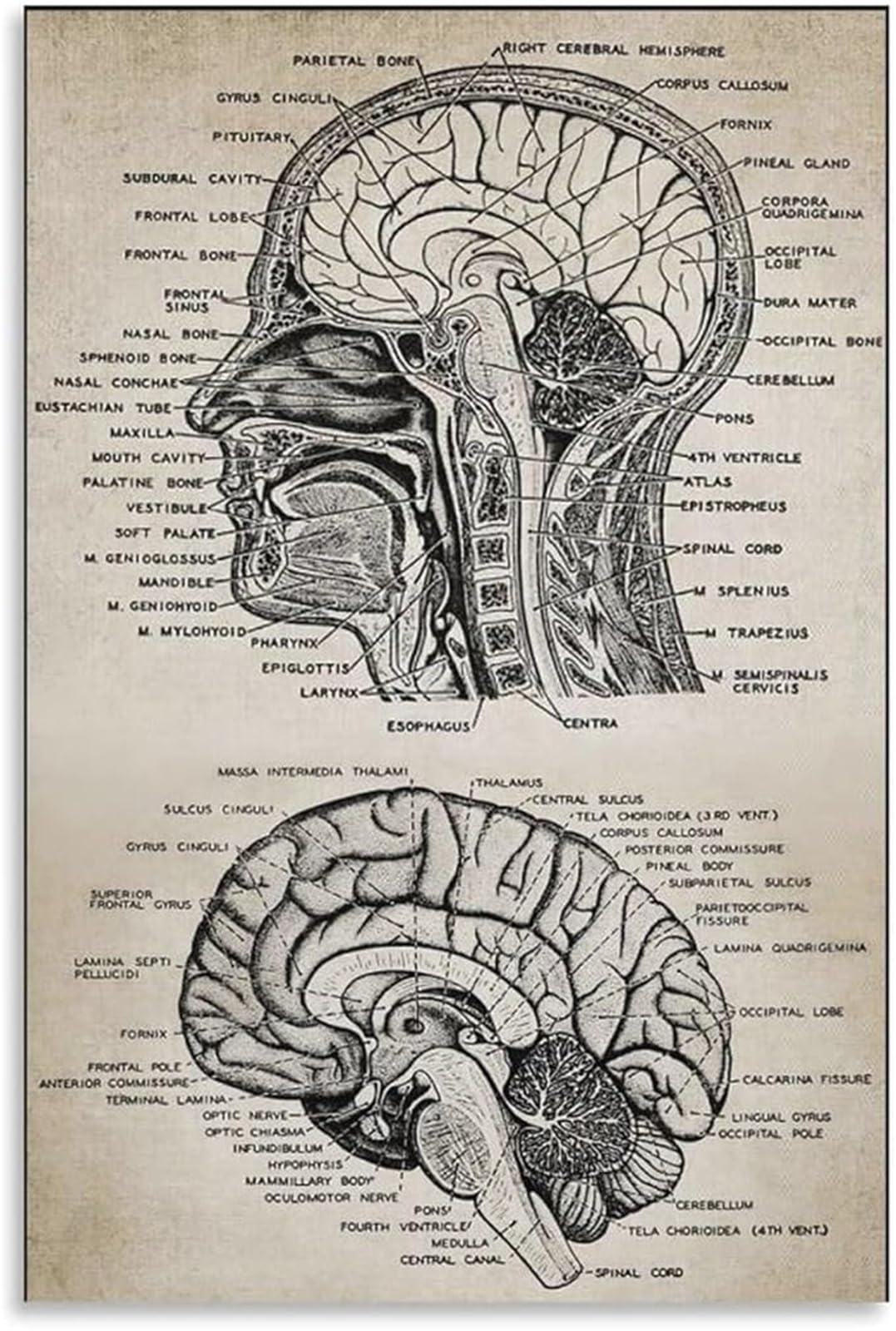 EKFBQBGW Vintage Brain Anatomical Diagram Canvas Print Science Wall Decor for Study Room and Dorm Room Unframed,16x24inch(40x60cm)