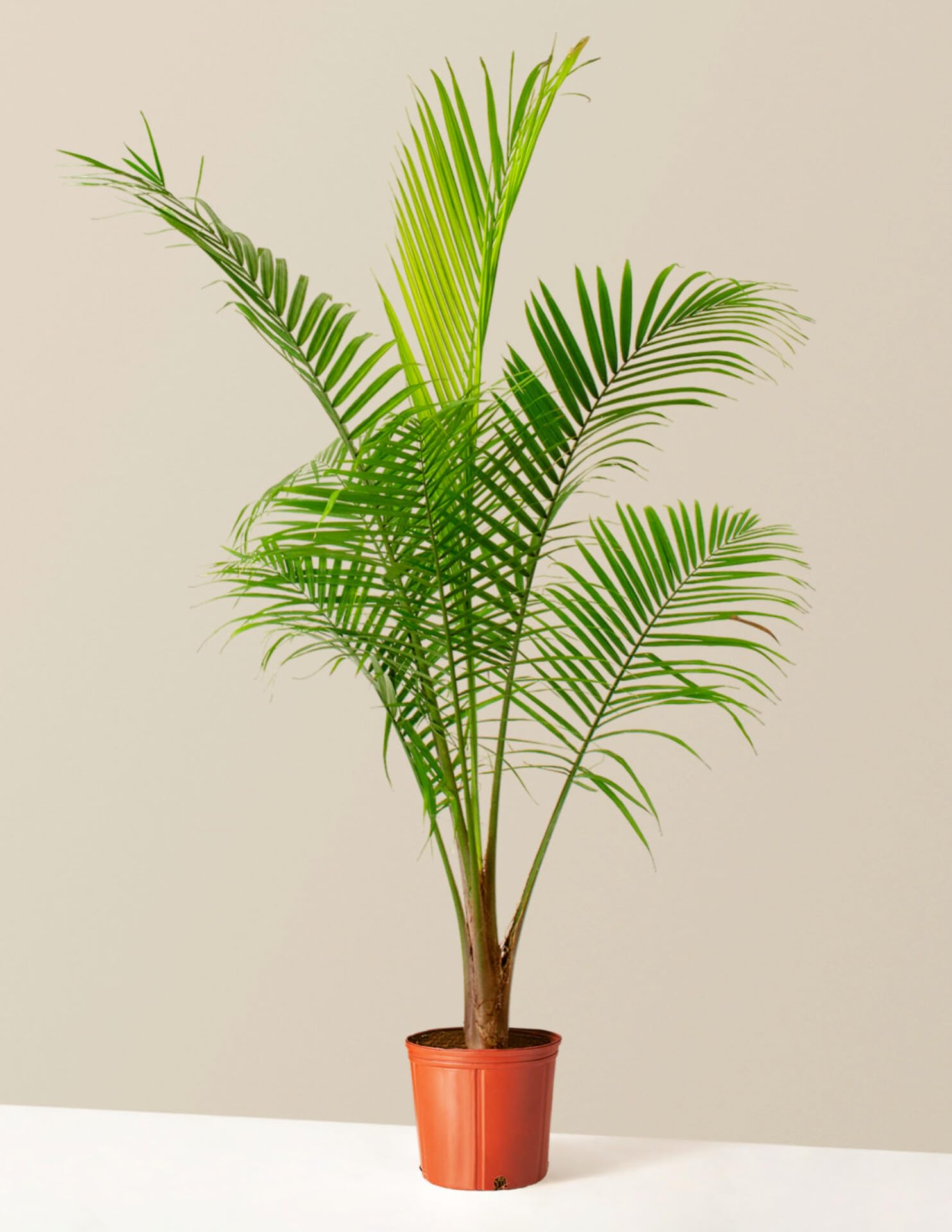 Indoor plants for living room bonsai,Indoor Outdoor Decoration Natural Live A Big Size "Chinese palm" Tree (Pack of 1 With grow pot) || For Home Garden Tree Outdoor indoor plant-picture-38