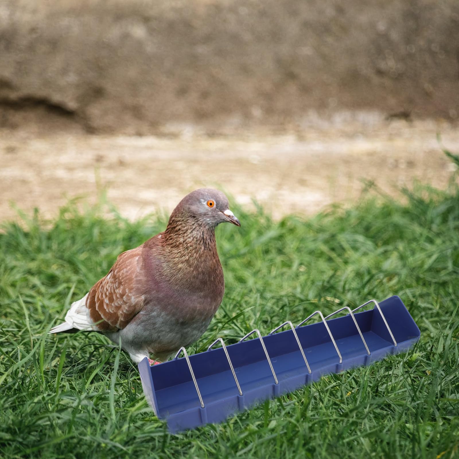 Mangeoire Nettoyer PP Bleu Facile pour 2pcs en Plastique Pigeons Remplir à Cages de Petits Oiseaux et Perruches