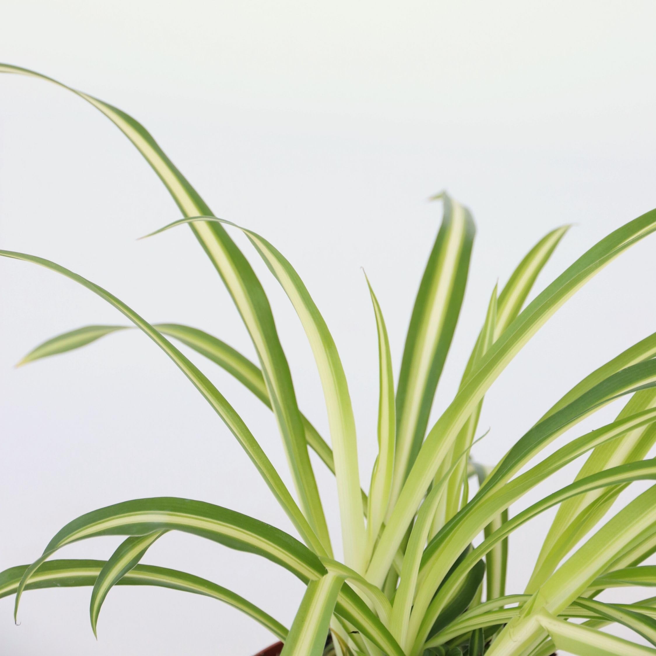 Plant in a Box - Chlorophytum comosum 'Atlantic' - Set de 3 - Lis d'herbe - Plante araignée - Pot 12cm - Hauteur 25-40cm