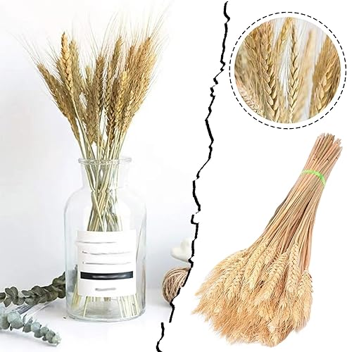 Miniatura 2 de HELLORSO 50 tallos de trigo seco para decoración, tallos de trigo seco natural beige, 6.69 pulgadas, racimo de trigo seco para jarrón, decoración