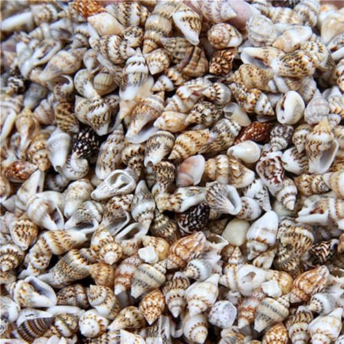 Miniatura 2 de Forart - 100 conchas marinas medianas mixtas de océano, conchas marinas mixtas de playa, conchas marinas mixtas para playa, fiestas temáticas,