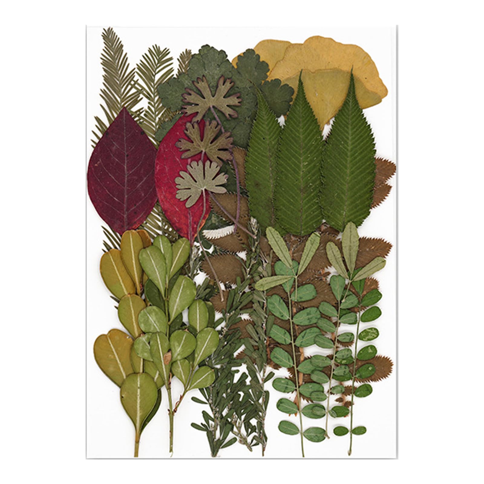 carotoe Dried Pressed Flower for Resin Molds Natural Dry Flower Leaves for Art Craft Supplies Scrapbooking Jewelry Making Natural Dried