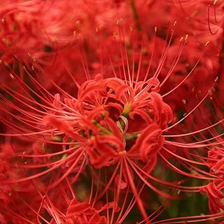 Lycoris Radiata Bulbs for Sale/Potted/Plants/Rhizome/Pleasant/Ornamental/Resistant/Bedding/Gorgeous-4 Bulbs,2