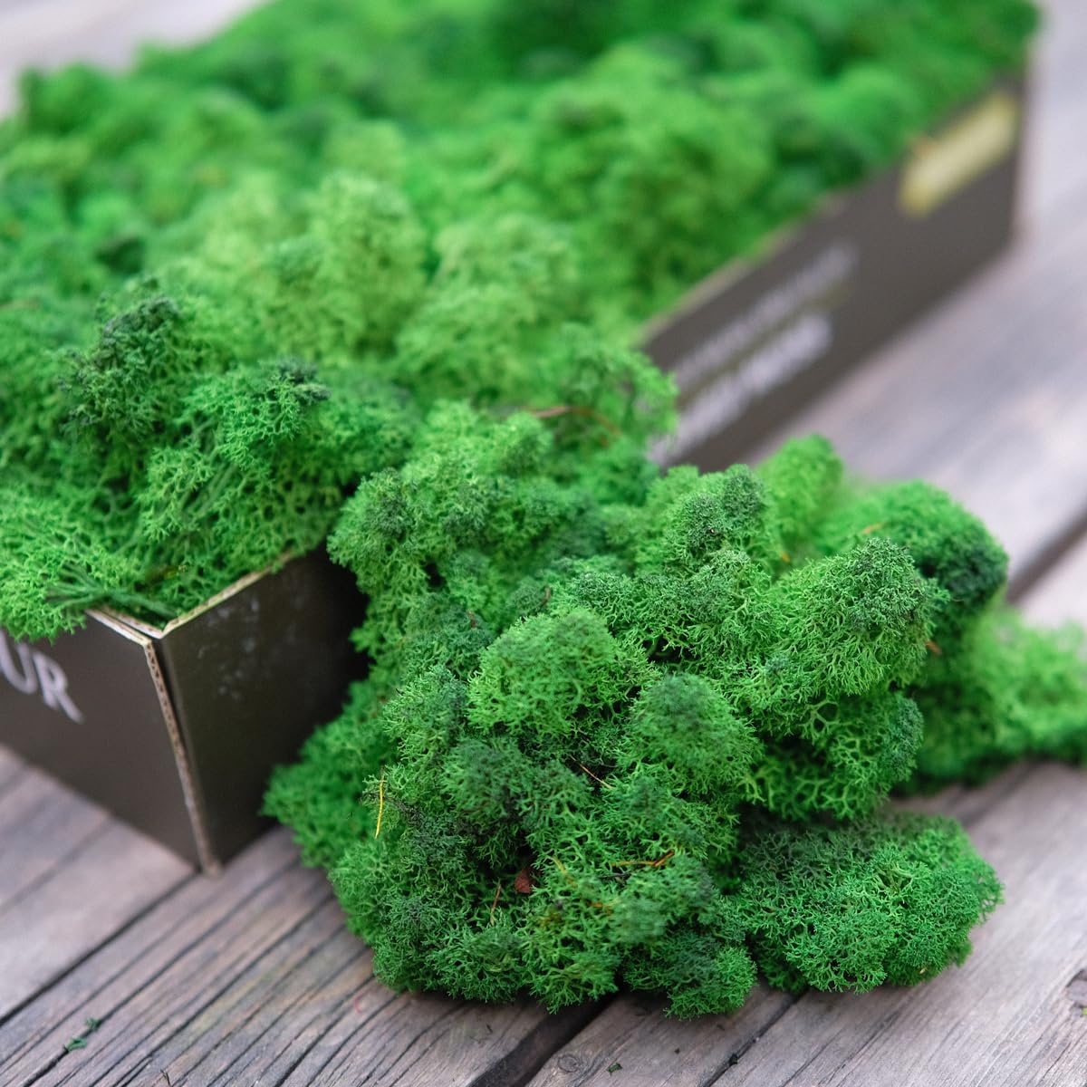 Prefleur Preserved Reindeer Moss Natural Green DIY Kit Terrariums Gardenning Art Wall Decor Florist Easter Table Decor Wedding(0.85lb)(Green-05) — image 1