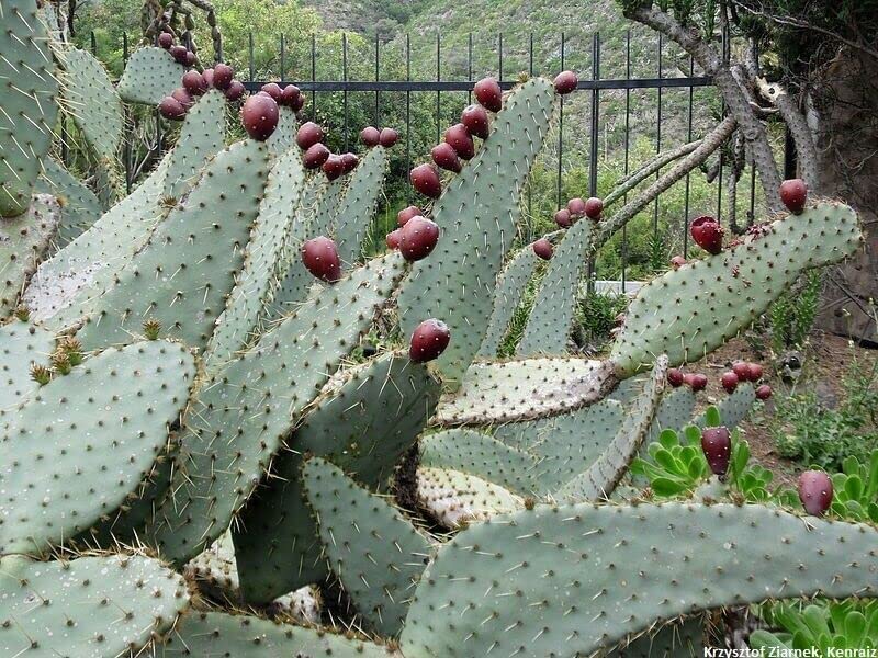 Opuntia Engelmannii VAR. Linguiformis - Cow's Tongue Prickly Pear Cactus 5 Seeds by OrginBud