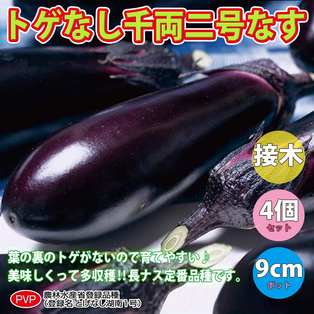 Amazon.co.jp: ITANSE ナス苗 とげなし千両二号なす【野菜苗 3号
