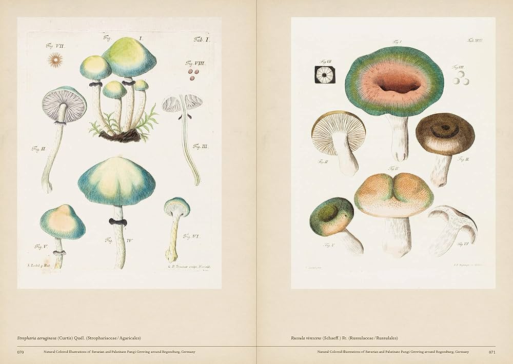 Mushroom Botanical Art | Amazon.com.br