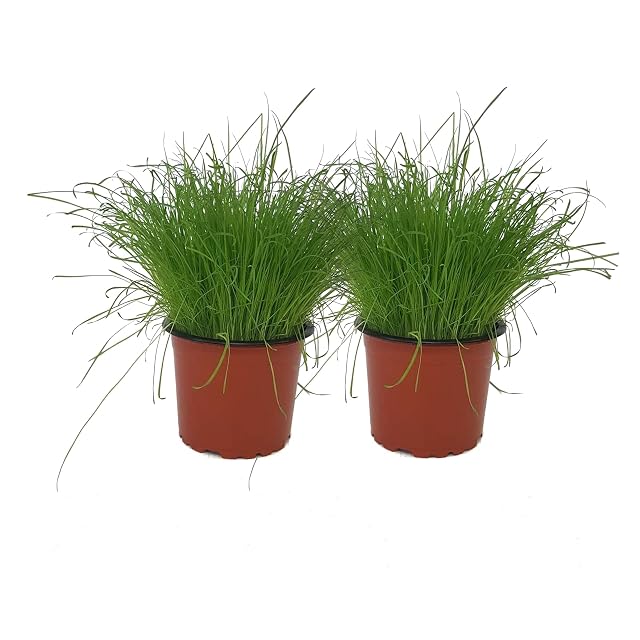 Set de 2 Hierba para Gatos DECOALIVE Plantas Naturales para las Mascotas