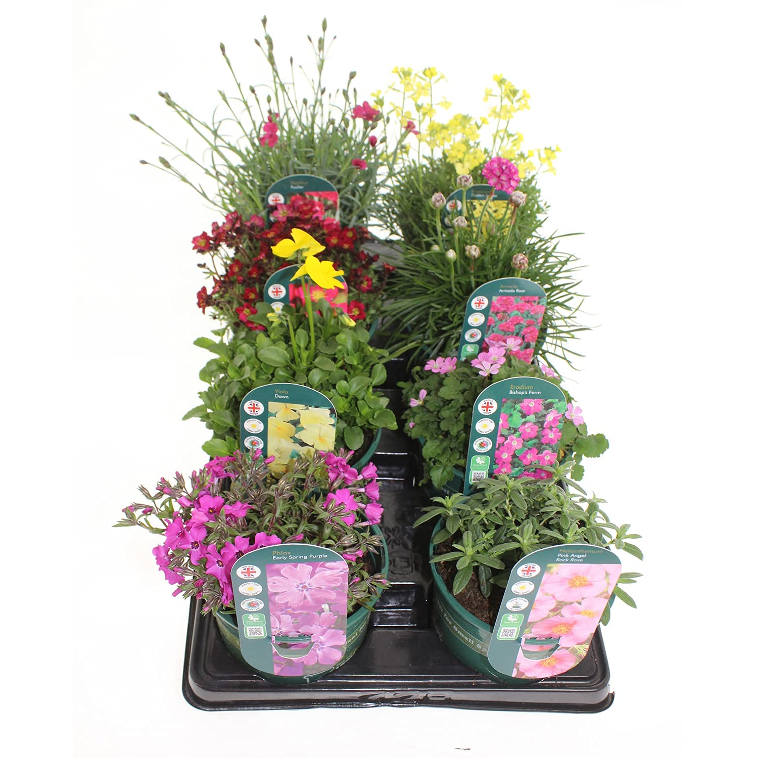 Direct Online Houseware Set of 8 Bright Colours Collection 1L All Season Alpine Rockery Bedding Border Planter Plants 13cm