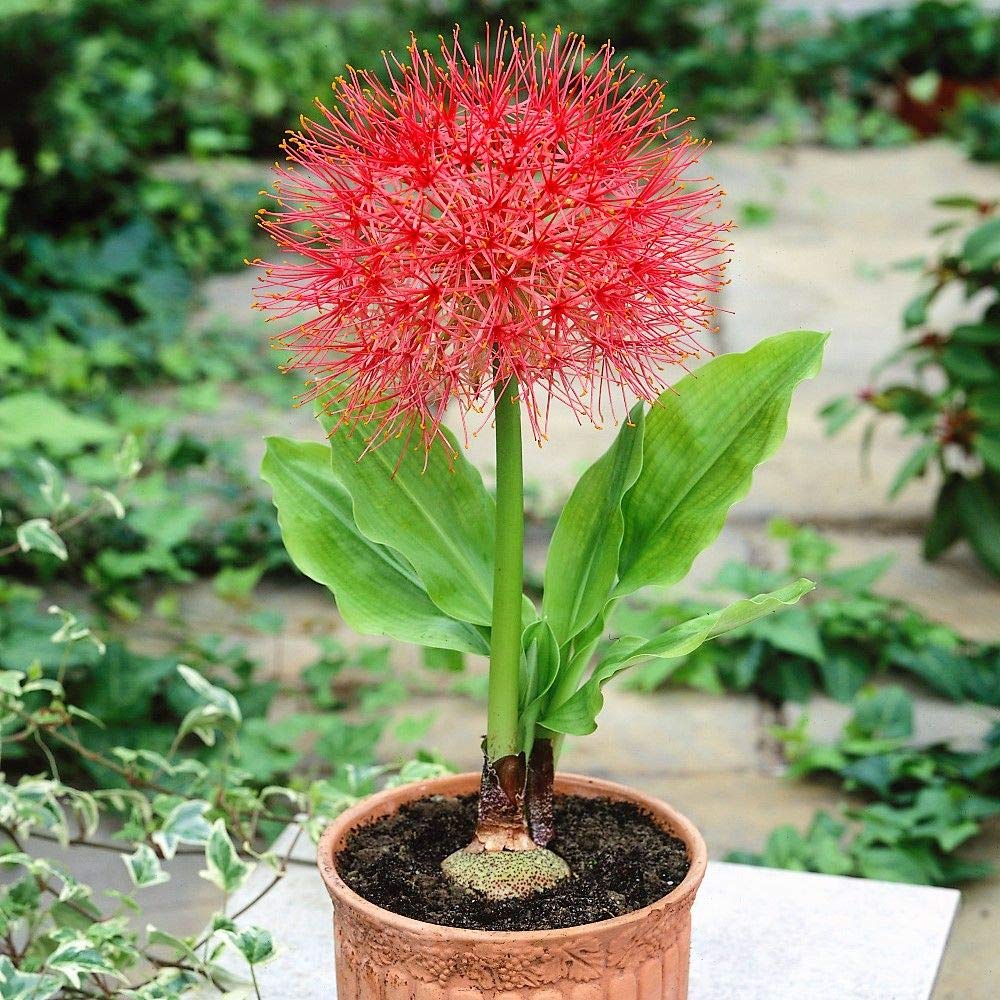 Green Gallery Football Lily Beautiful Pink Fresh Flower Bulbs for Home Terrace and Kitchen Indoor Outdoor Gardening Planting (4) (B08TRT7LGQ) Amazon Price History, Amazon Price Tracker
