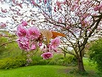 Vista 2 de Kwanzan Japanese Flowering Cherry Tree - 8-14" Tall Live Plant - 2.5" Pot - Pink Flowering Seedling - Prunus 'Kanzan