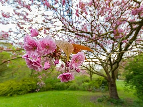 Miniatura 5 de Kwanzan - Cerezo japonés con flores  Planta viva de 8 a 14 pulgadas de alto  Maceta de 2.5 pulgadas  Plántula de flor rosa  Prunus 'Kanzan'