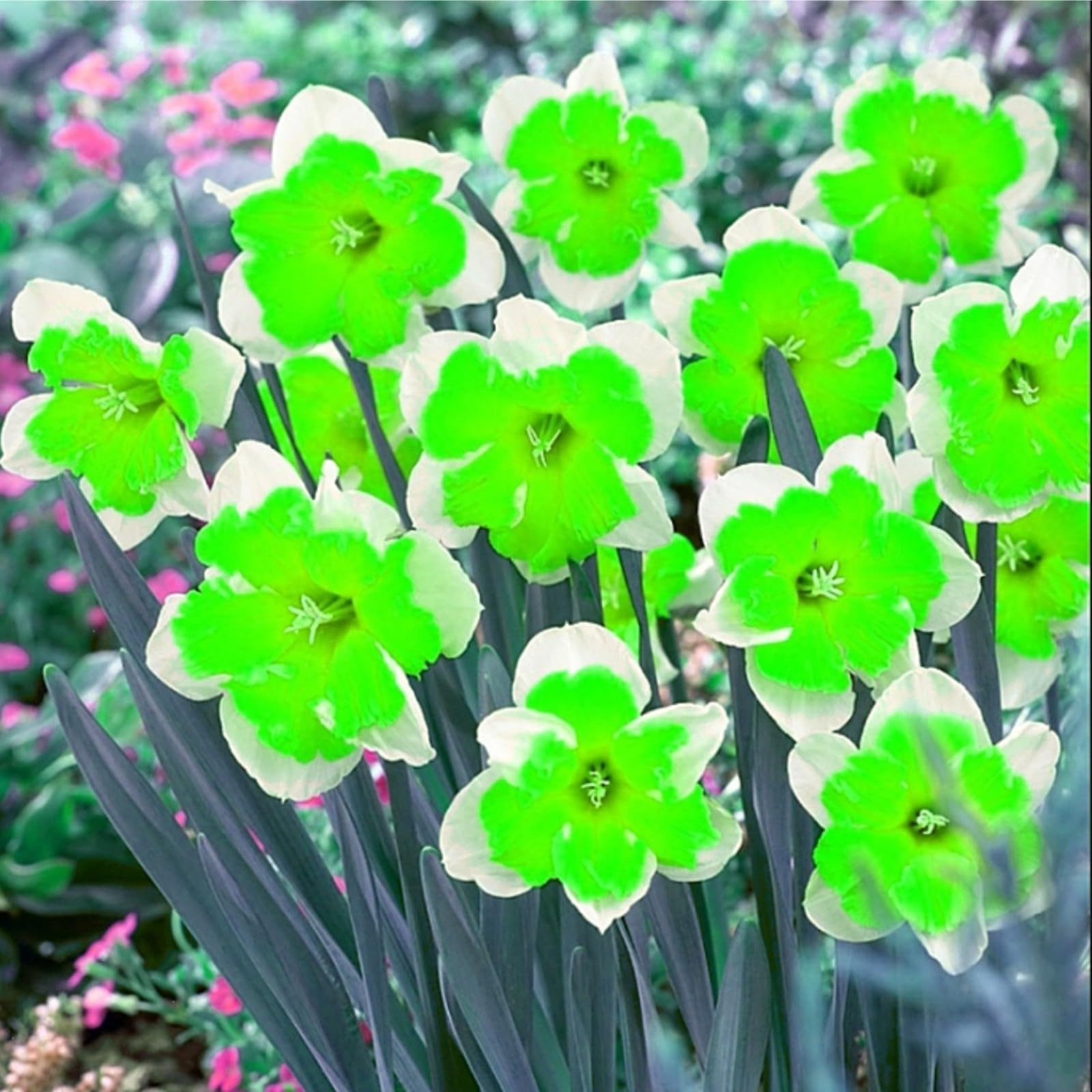 Gorgeous Daffodil Bulbs Mix/Home Decoration/Strong Plants That Grow Well/Fragrant,Narcissus for Planting Now UK Perennials,Greening Flower/Natural Organic/Landscape Design Plants.-4bulbs-D