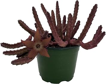 Hot Chocolate Succulent - Stapelia huernia Schinzii VAR. angolensis - 4" Pot