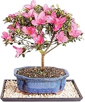 Vista 8 de Brussel's Bonsai Live Satsuki Azalea - Árbol bonsái con flores – Pequeño, 5 años, 5 a 8 pulgadas – Bonsai al aire libre en maceta de cerámica
