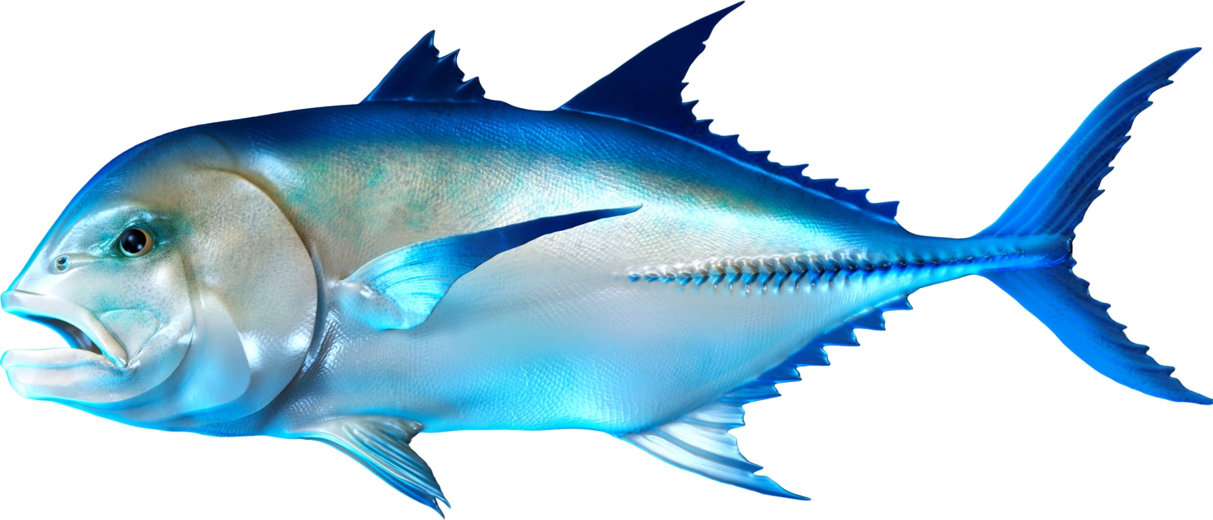 Giant Trevally Beautiful Fish Decal | Fishing decal for Boat, Car, Vehicle, Truck Etc | Waterproof Vinyl Sticker | Many Sizes & Styles Available | 12