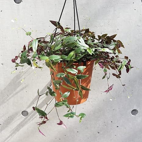 Amazon Co Jp ブライダルベール 5号吊鉢 品種で選べる観葉植物 1個売り 学名 Gibasis Pellucida ツユクサ科ギバシス属 原産地 メキシコ 別名 タヒチアンブライダルベール ブライダルベールは 5mm前後の小さな花を 株全体にちりばめたように咲くのが特徴で その Amazon Co Jp ブライダルベール 5号吊鉢 品種で選べる観葉植物 1個売り 学名 Gibasis Pellucida ツユクサ科ギバシス属 原産地 メキシコ 別名 タヒチアンブライダルベール ブライダルベールは 5mm前後の小さな花を 株全体にちりばめたように咲くのが特徴で その