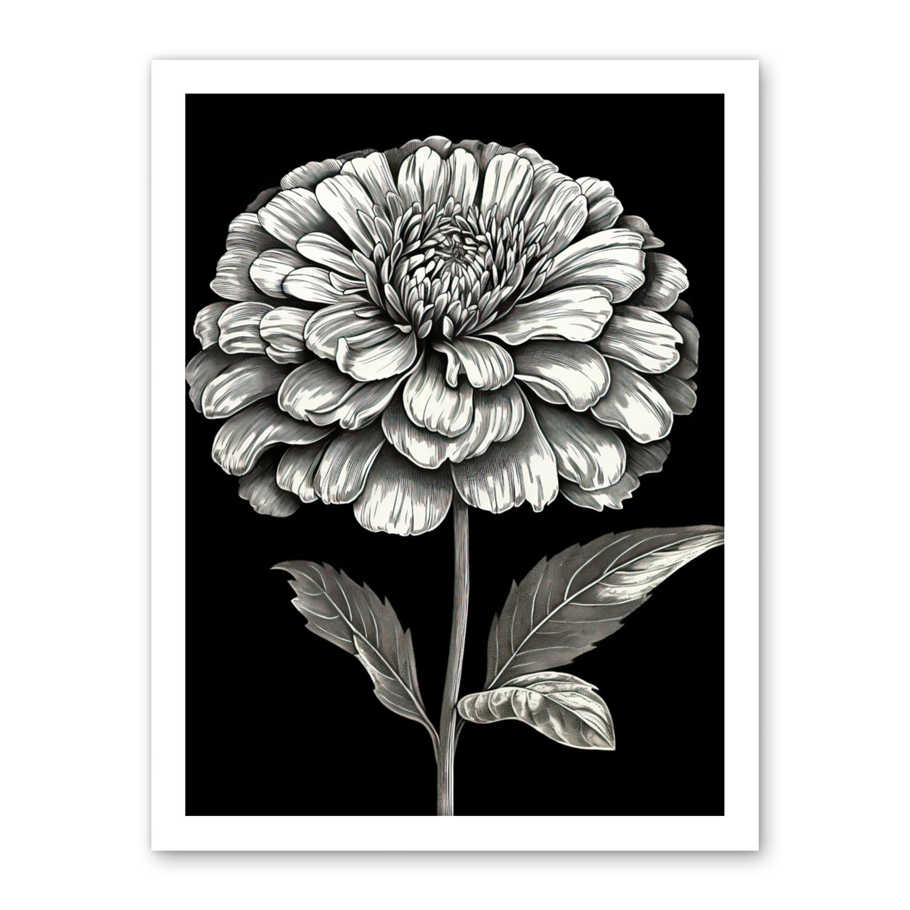 Artery8 Zinnia Flower Bloom Black and White Illustration Artwork Framed Wall Art Print 18X24 Inch