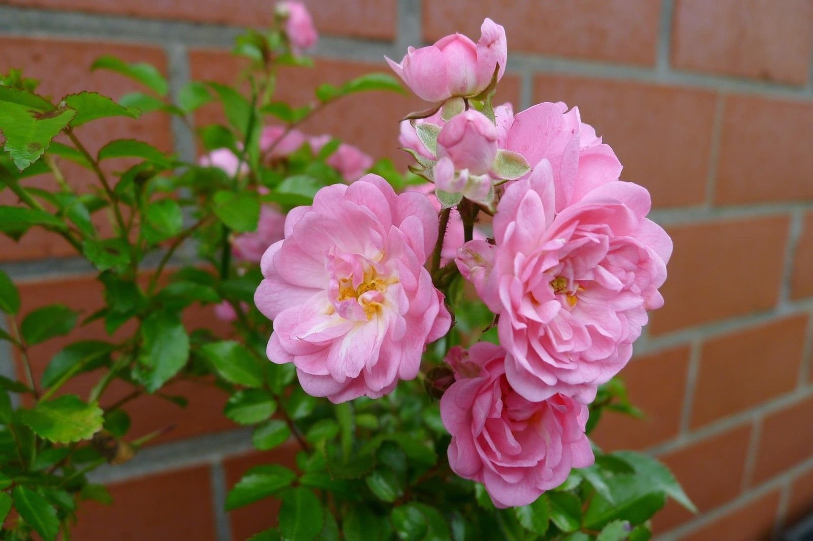 10x Bodendeckerrosen 'Rosa The Fairy' - Winterhart & Mehrjährig | Extra Buschig im 1L Topf | Sommerblüher Juni-Oktober