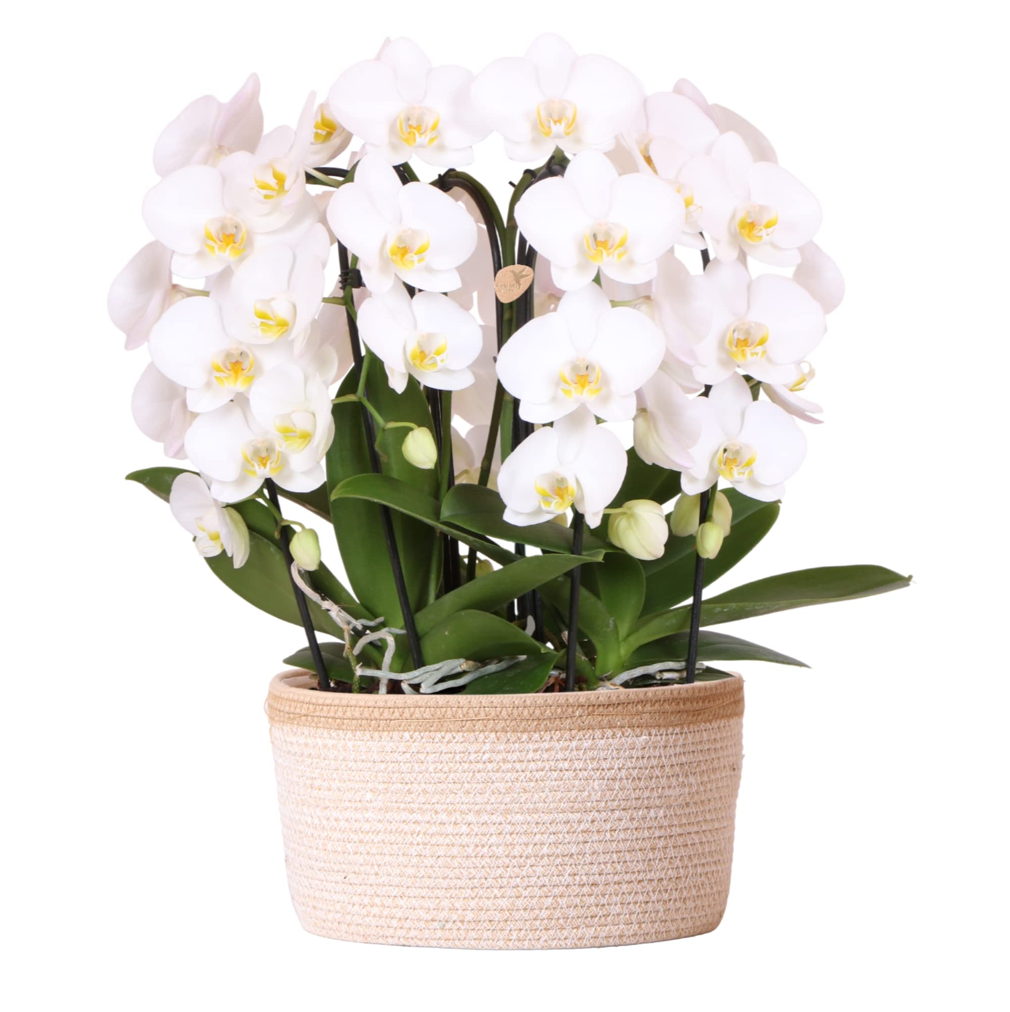 Orchide blanche sans arrosage quotidien : trio Niagara en panier coton