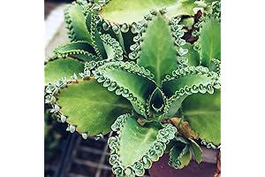 Kalanchoe Mother of Thousands Plant - Live Cancer Healer Medicinal Plant Pot