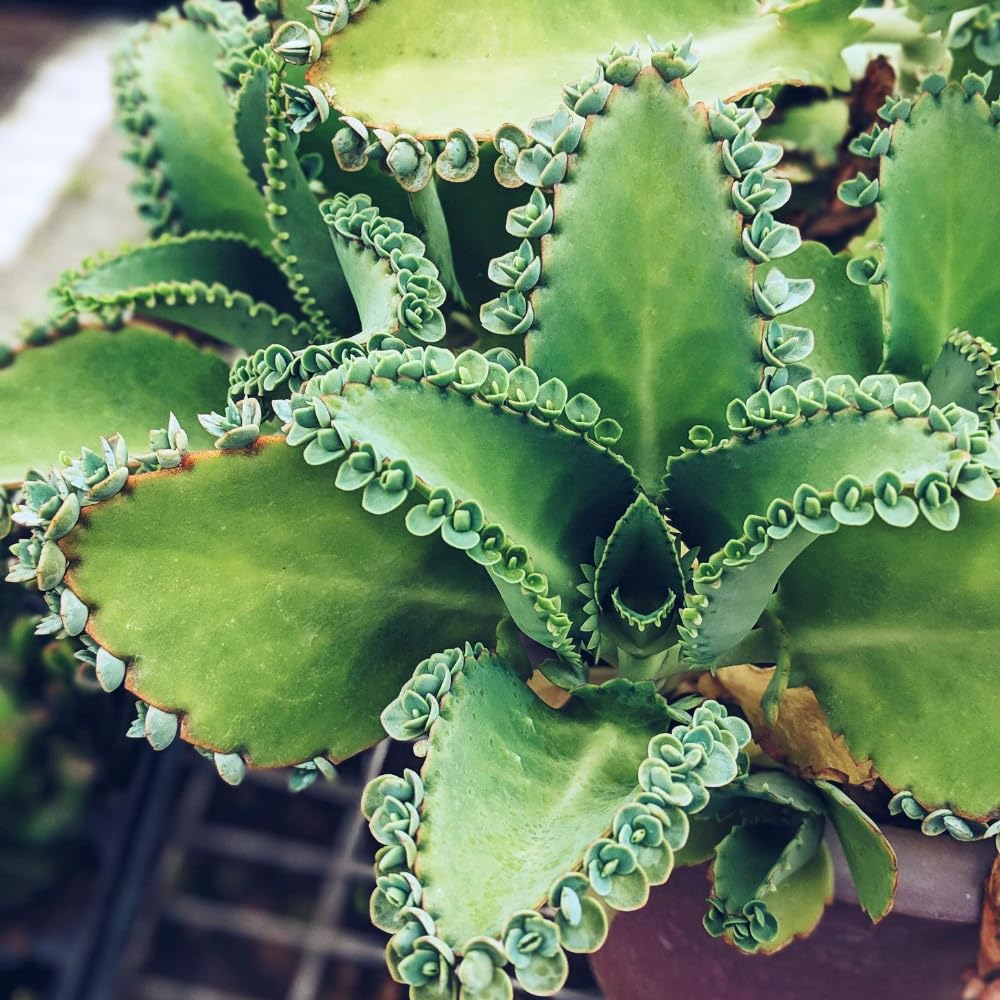 HTKOMA Mother of Thousands