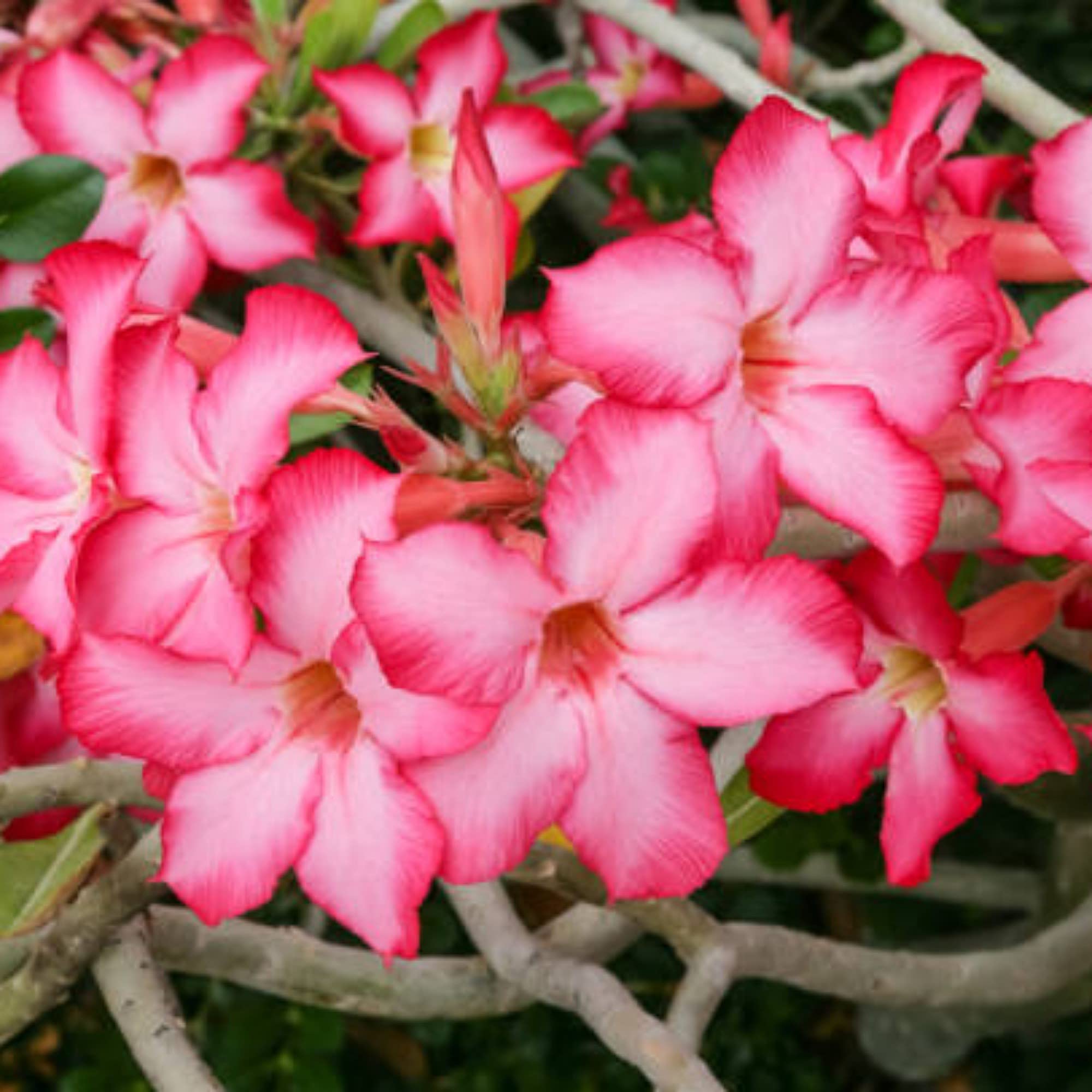 Guruji Plantation Adenium Bonsai Looking Plant Indoor or Outdoor Plant for Home and Garden with Pot Multicolor (Pack of 1) (Pink) (B0BXJ5YTJB) Amazon Price History, Amazon Price Tracker
