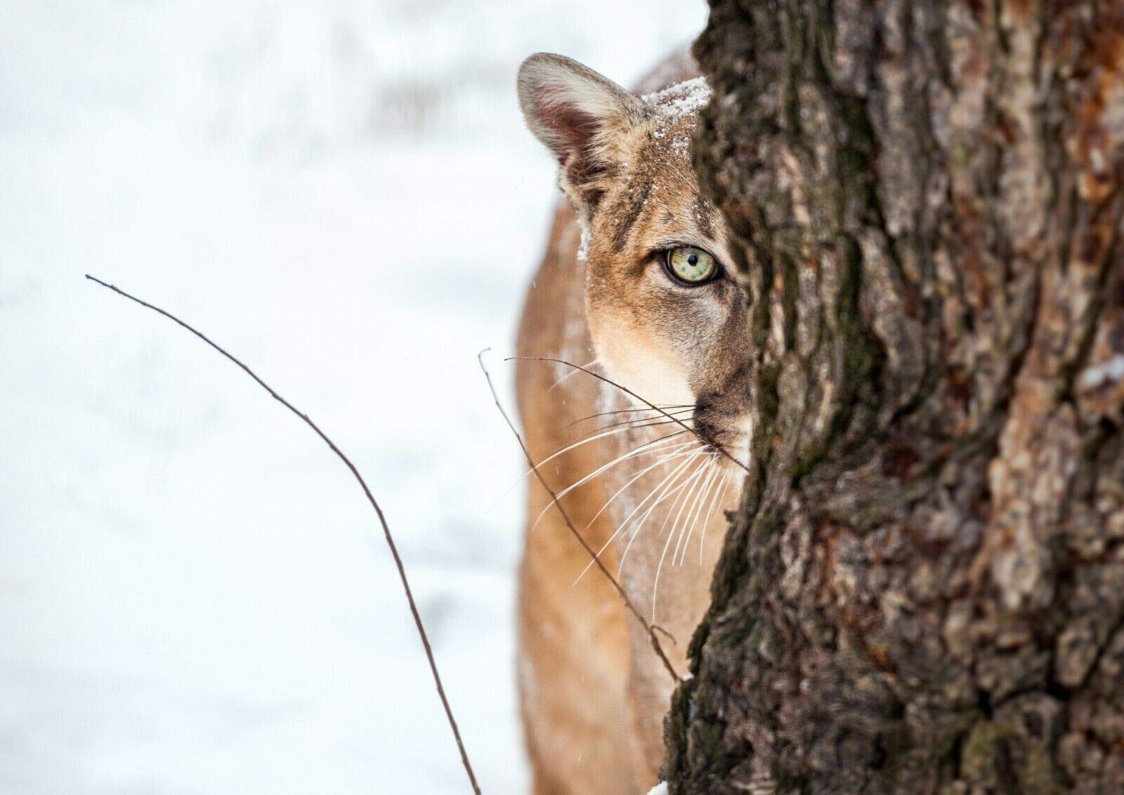 Destination Vinyl Posters Multi A4| Mountain Lion Cougar Poster Size A4 Big Cat Wild Animal Poster #12511