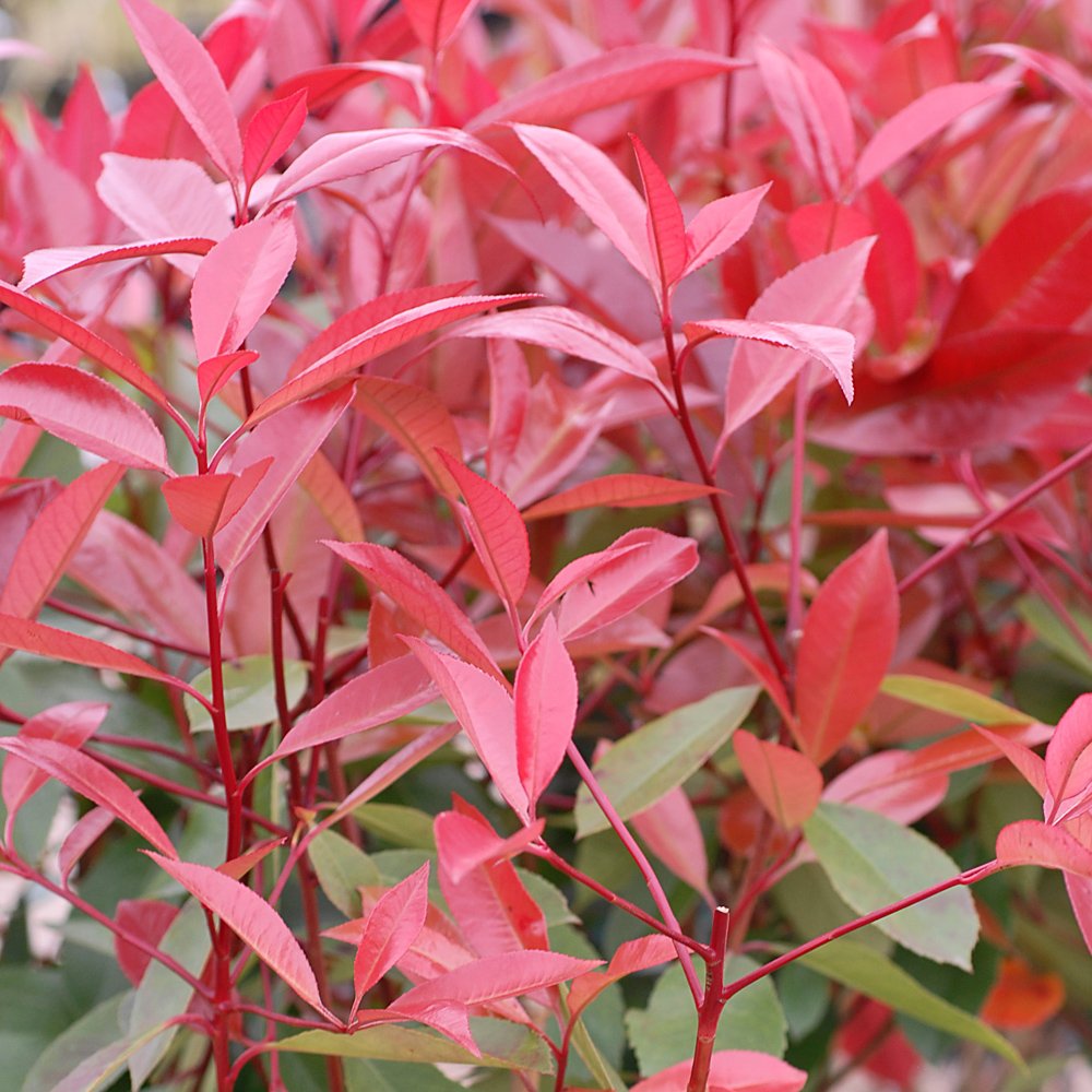 Photinia Red Robin Tree Standard Plants Hardy Evergreen Outdoor Garden Plant for Patios & Outdoors Baring Red Foliage, 2 x in a 3L Pot by Thompson & Morgan