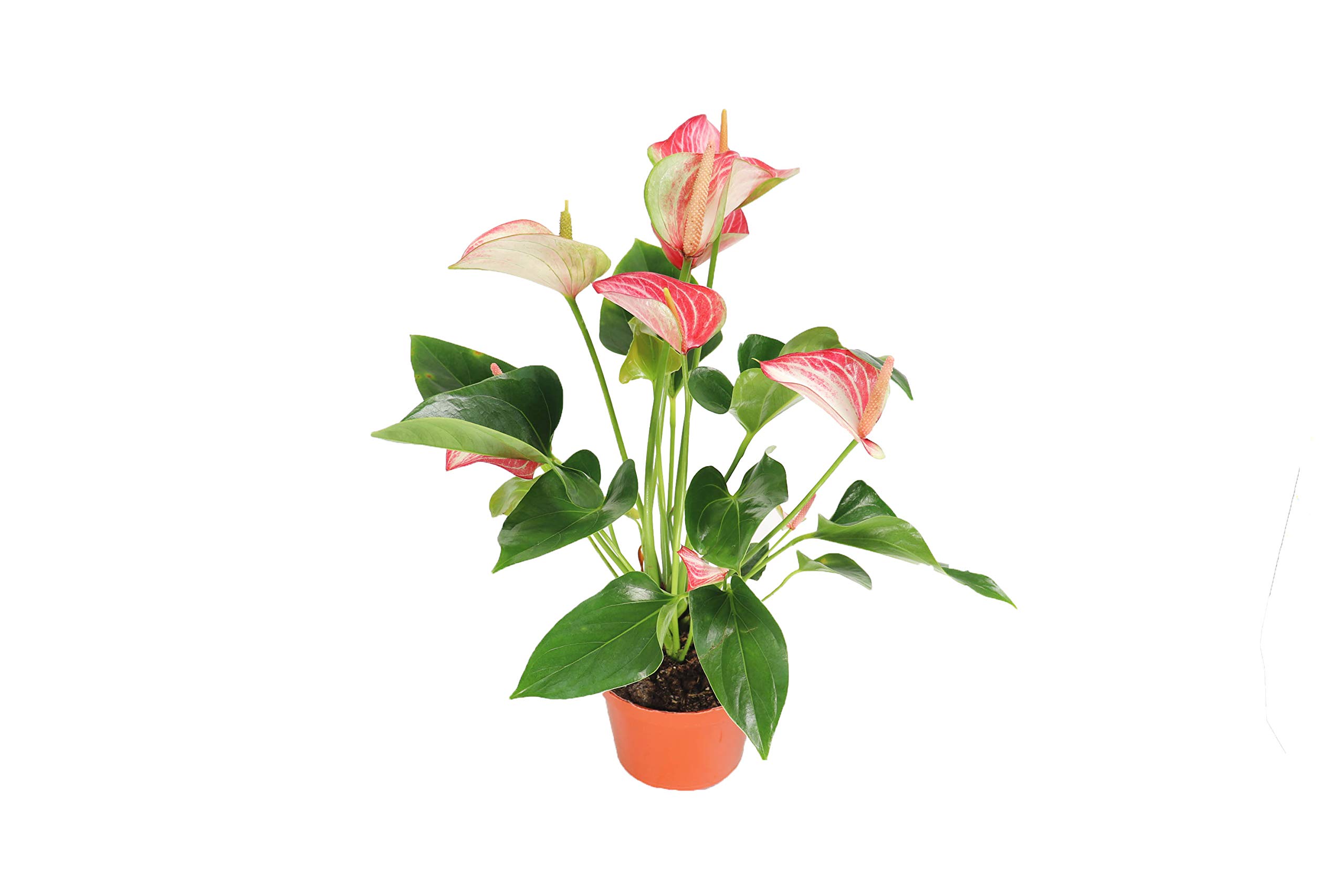 Variegated Pink & White Anthurium
