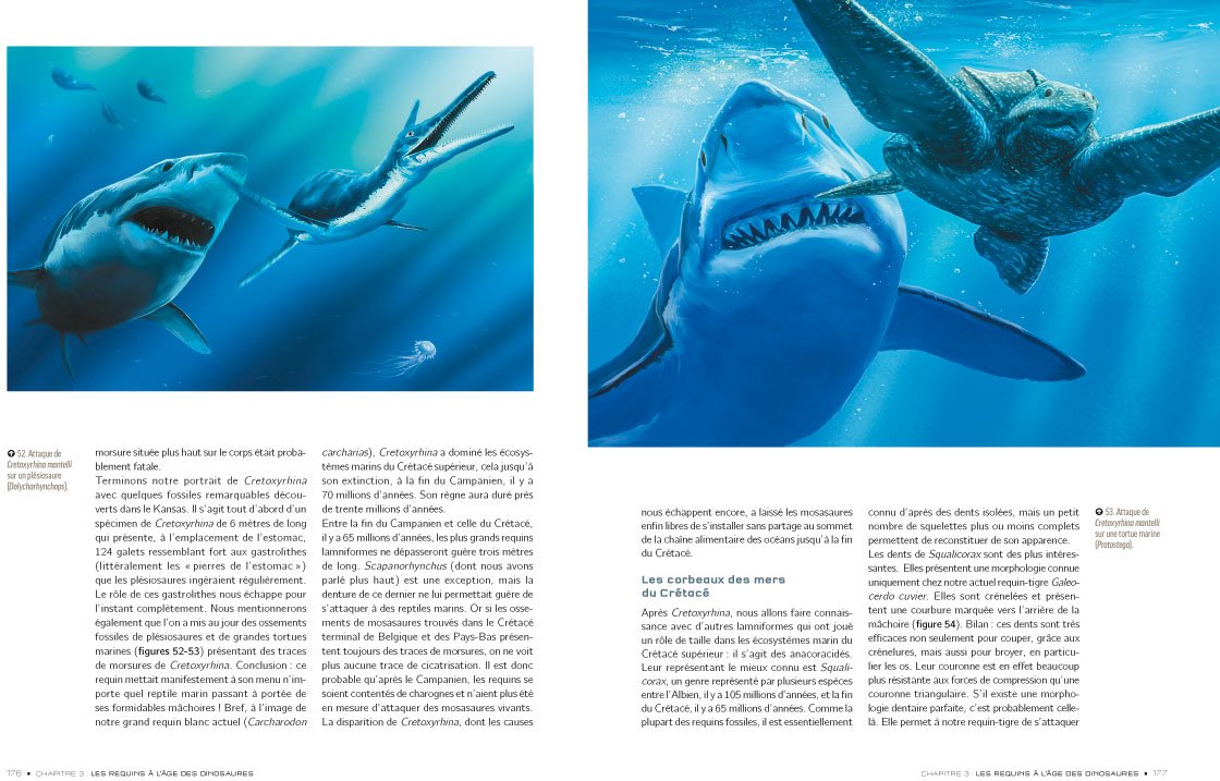 REQUINS: De la préhistoire à nos jours
