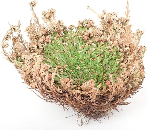 Miniatura 2 de Flor milagrosa de Jericó, la planta de resurrección, paquete de 1 Natural Farms