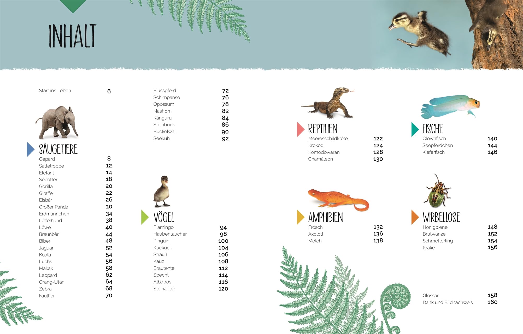 Tierkinder der Wildnis: Schau zu, wie Koala, Otter und Giraffe ihre Welt entdecken! Sachbuch mit großformatigen Fotografien und spannendem Wissen über Tierbabys. Für Kinder ab 5 Jahren