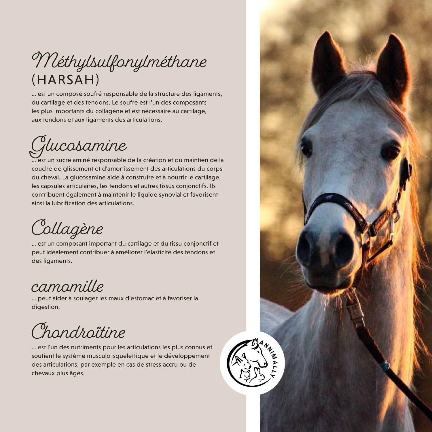 Poudre pour articulation cheval 850g avec collagène, camomille, MSM cheval (soufre), glucosamine cheval, acide hyaluronique, chondroïtine - Complément alimentaire pour renforcer arthrose cheval