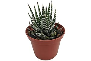 Easy To Grow/Hard To Kill Haworthia Fasciata Succulents