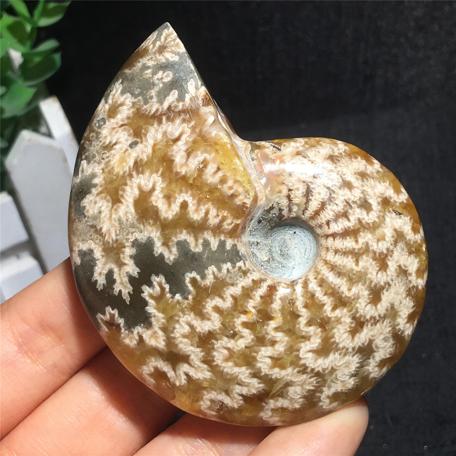 Specimen di Conchiglia Naturale Simile al Giada Fossile Paleontologico di Conchiglie per Collezioni di Fossili e Scopi Educativi 74mm