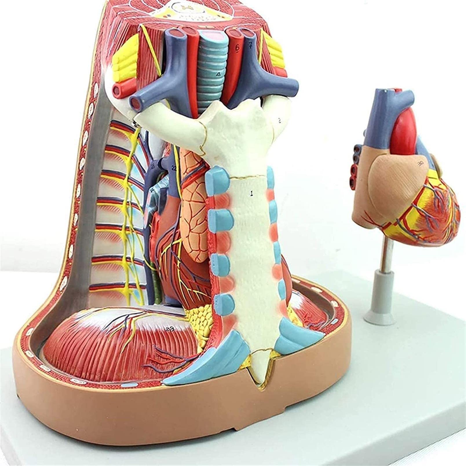 Buy Human Organs Anatomy Model, Human Mediastinal Model Pleural