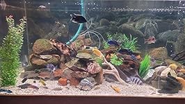 Review Image by Longbow1 Longbow1