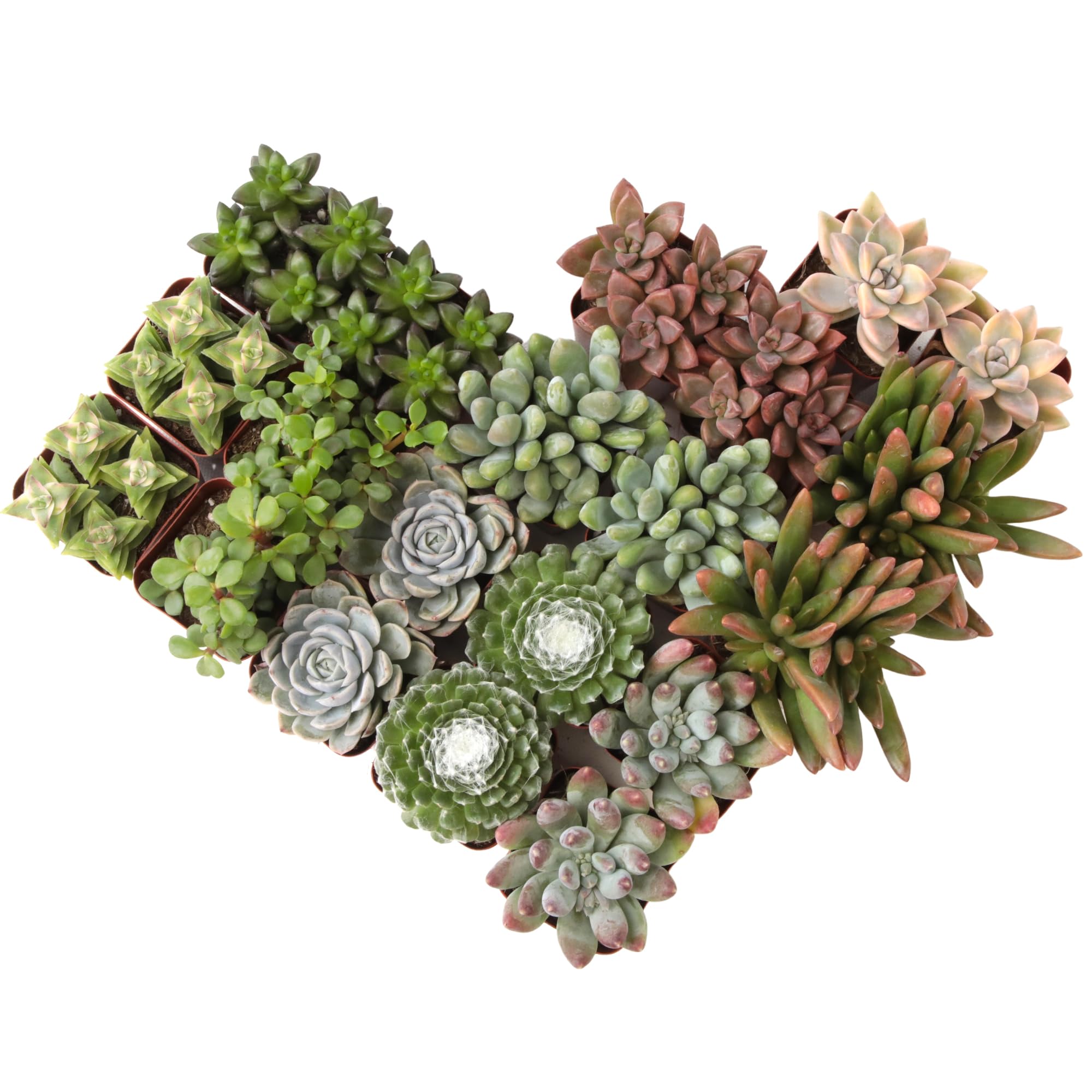Altman Plants Assorted Succulents 2