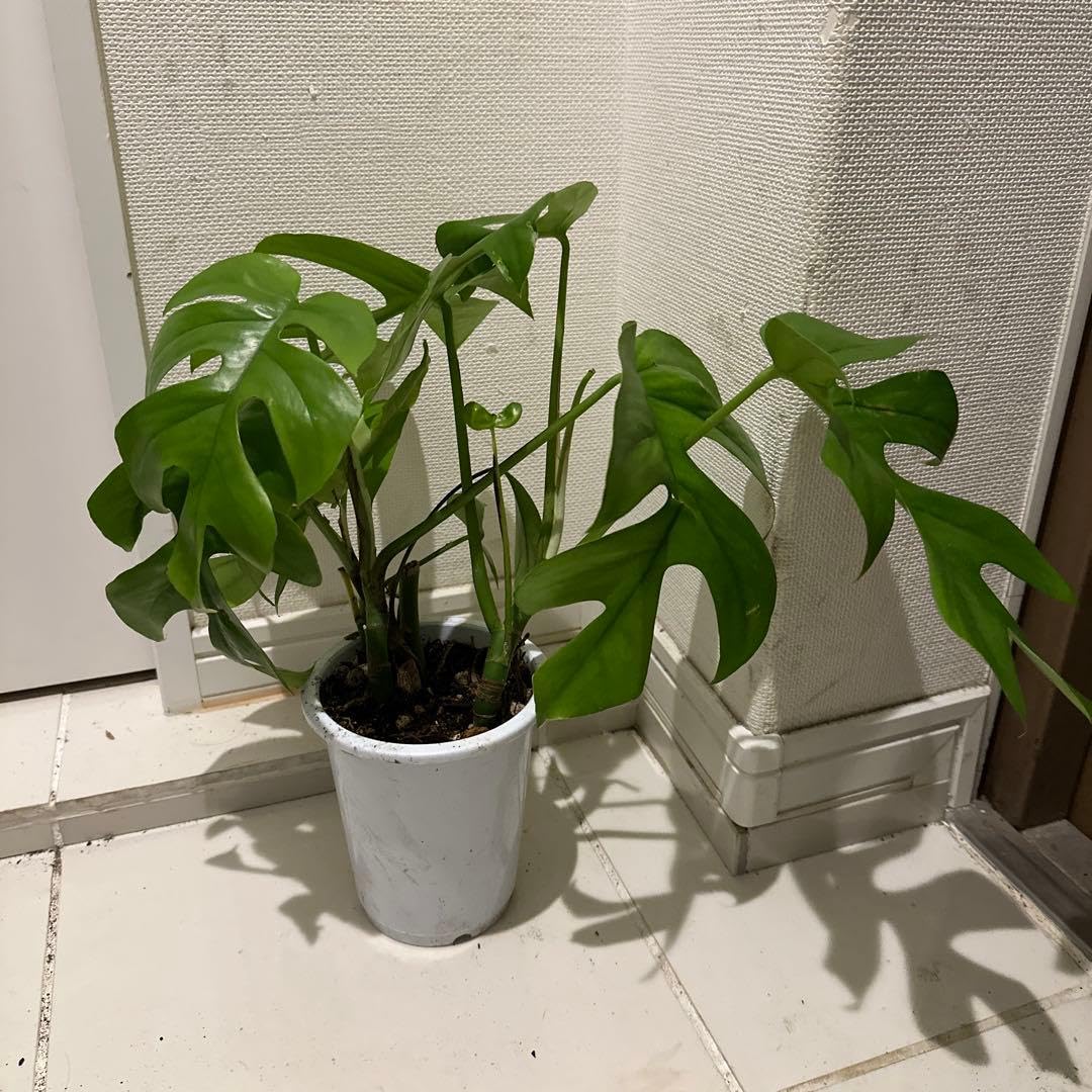 Amazon｜ヒメモンステラ高さ約40cm 約4号 鉢ごと｜観葉植物 オンライン通販