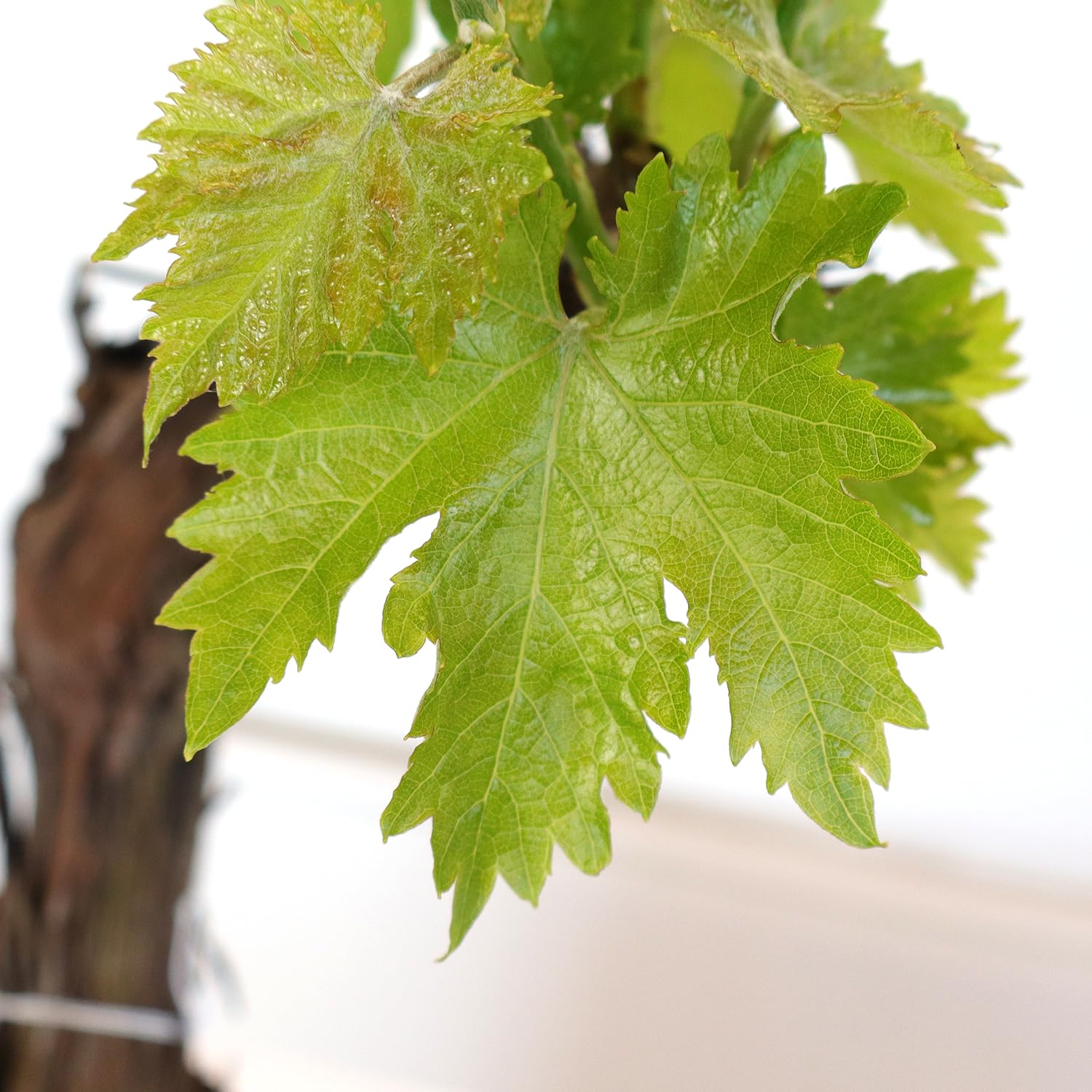 KENTIS - Bonsaï Vigne - Vitis Vinifera - Plantes Ornementales d'Extérieur Véritables - Jardin Balcon Terrasse - H 40/50 cm Pot 26 cm